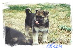 ~ Bosco - Owner Lena M. Moore