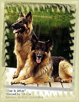 Zoe & Atlas- Owned by Rhaya Nelson GSD.com