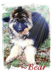 ~ Bear. Owners Chris & Arthur