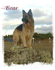 ~ Bear. Owners Chris & Arthur