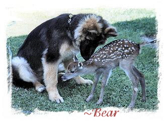 ~ Bear. Owners Chris & Arthur