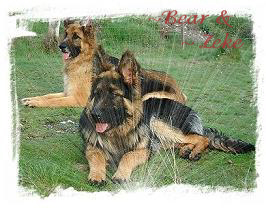 ~ Bear & ~ Zeke. Owners- Chris & Arthur