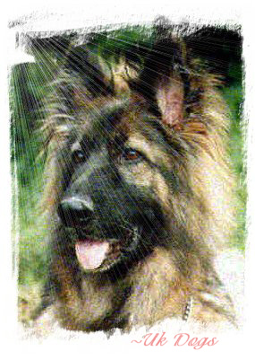 ~UK DOGS THE PASTORAL GROUP.