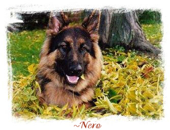 ~Nero. Owner Amerillis