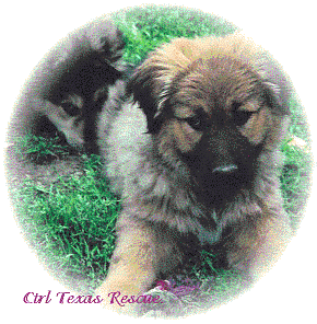 ~CTRL TEXAS RESCUE.