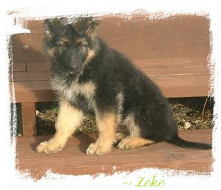 Zeke. Owners Chris and Arthur